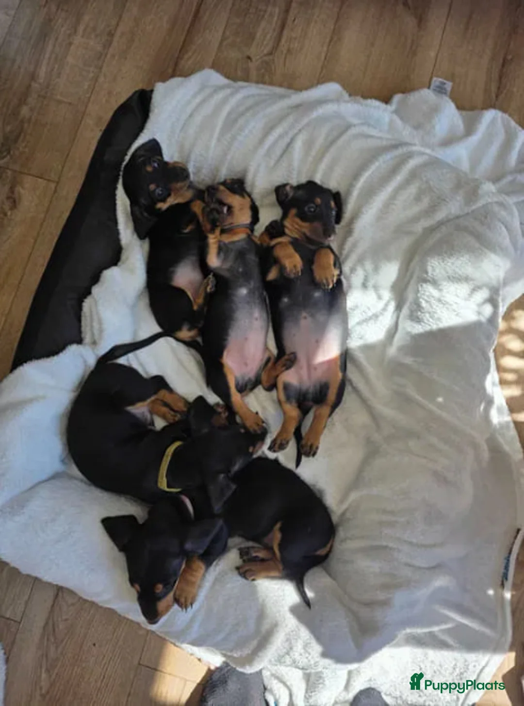 Teckel (korthaar)  honden te koop: teckel pups - Advertentie 2