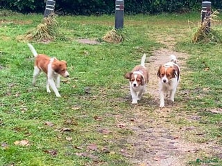Kooikerhondje honden Prachtige kooikerpup, reutje - Advertentie 1