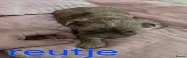 Kruising 1