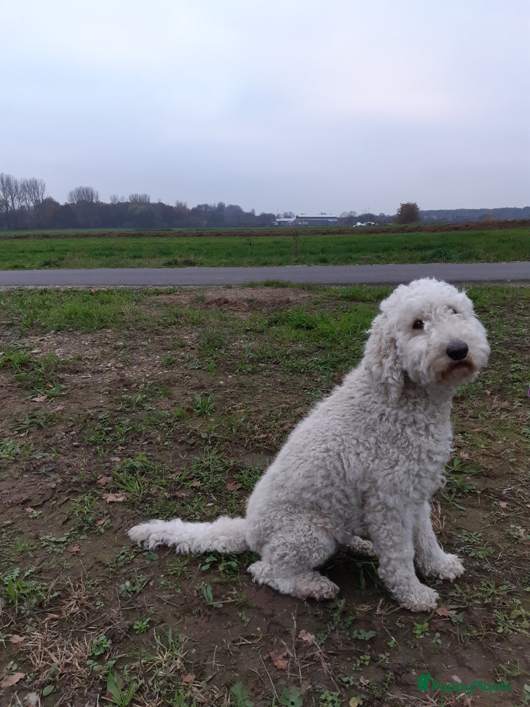 Labradoodle honden te koop: mooie multi x labradoodle australiën doodle pups - Advertentie 12