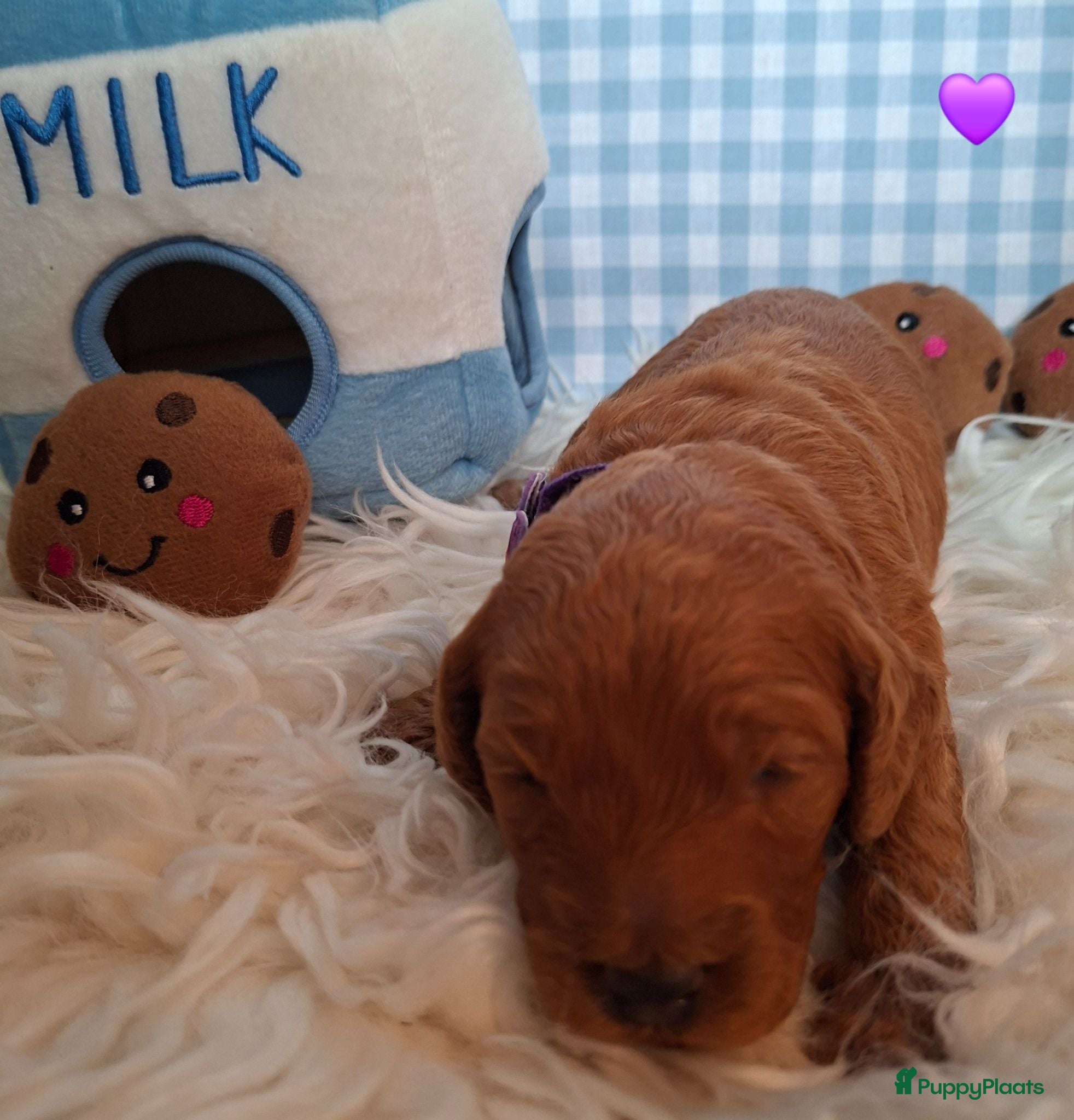 Australian Labradoodle honden Medium Australian Labradoodles  - Advertentie 2