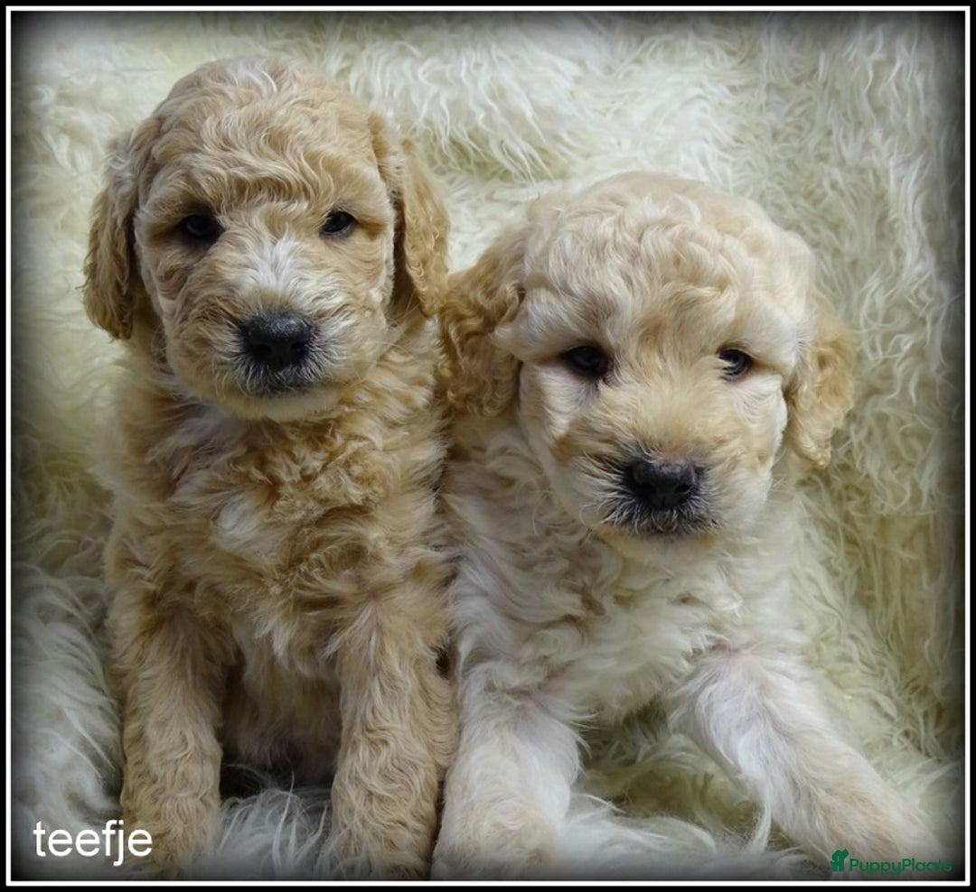 Labradoodle honden te koop: Labradoodle +/- 50 cm. (27 dec het nest verlaten)  - Advertentie 11