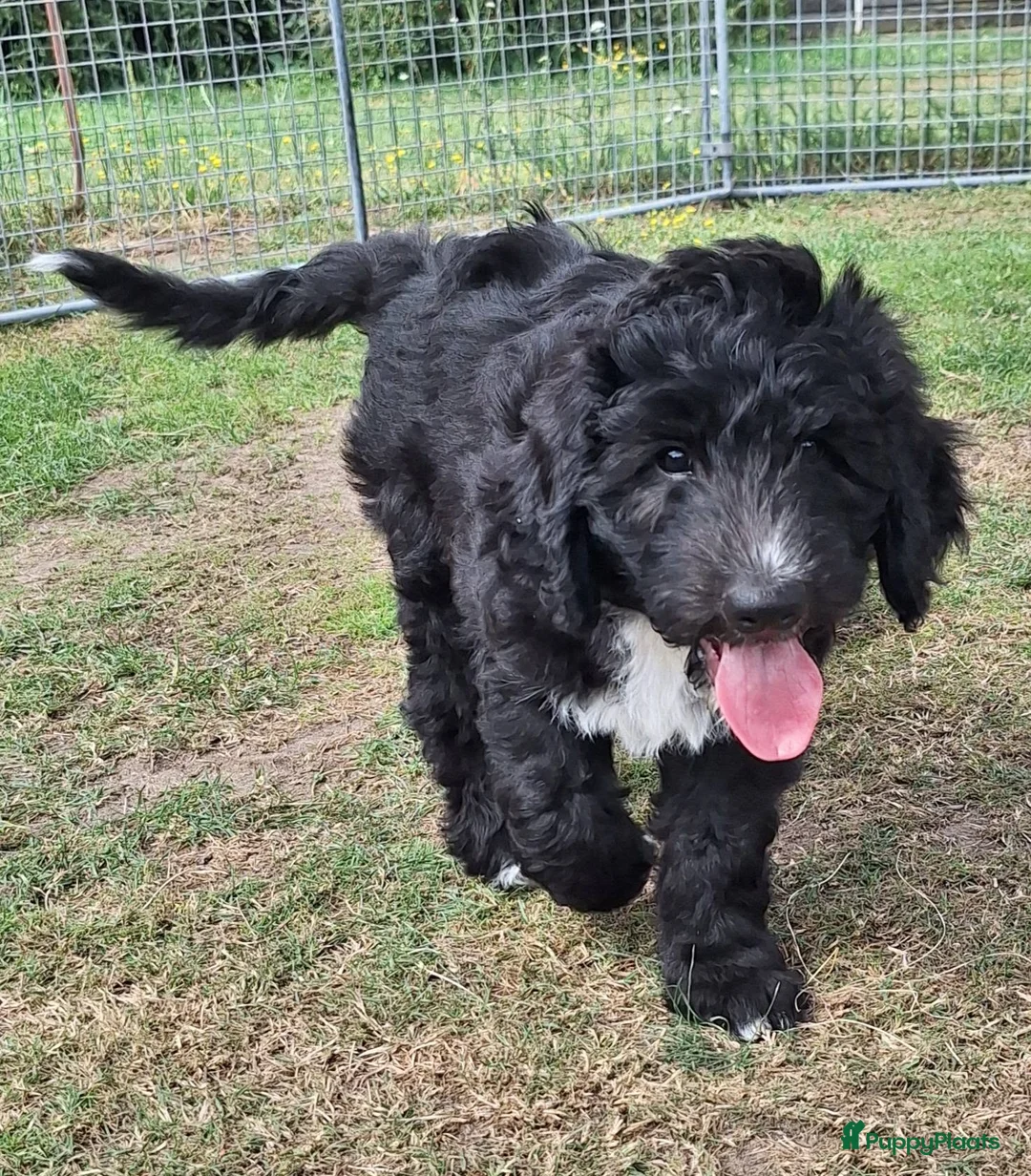 Bernedoodle honden te koop: unieke Bernedoodle pups - Advertentie 2