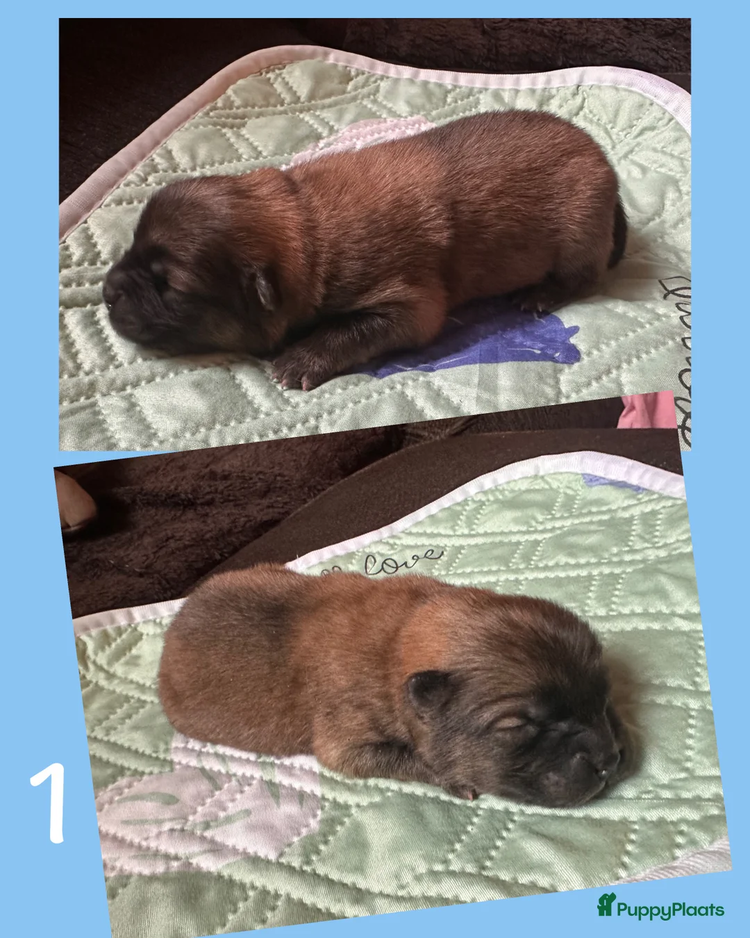 Chow Chow honden te koop: Mini Chow chow - Advertentie 2