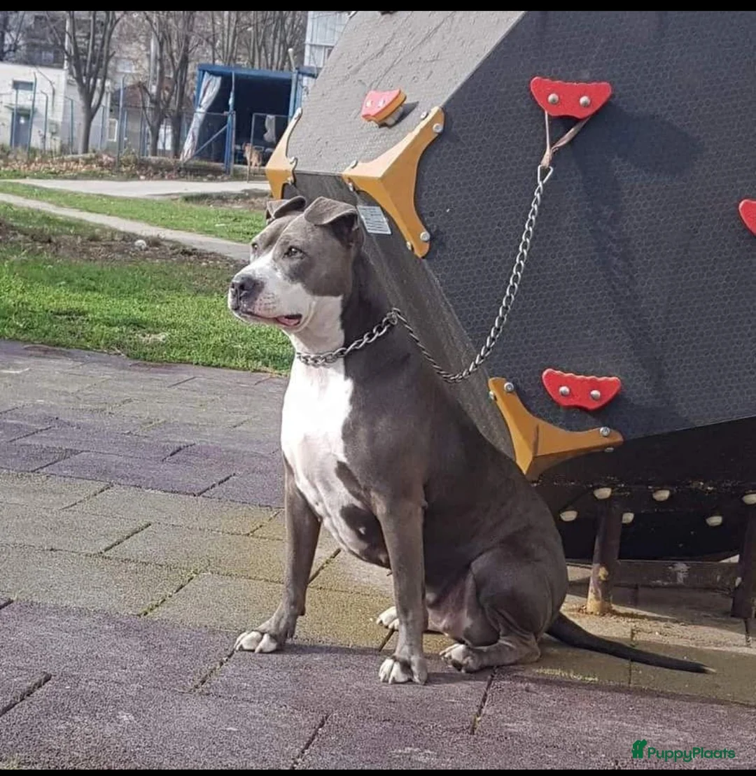 American Staffordshire Terriër honden te koop: Amerikaanse Stafford Pups - Advertentie 17