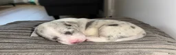 Jack Russel Terriër honden te koop: Gezonde Jack russell pups te koop - Advertentie 6