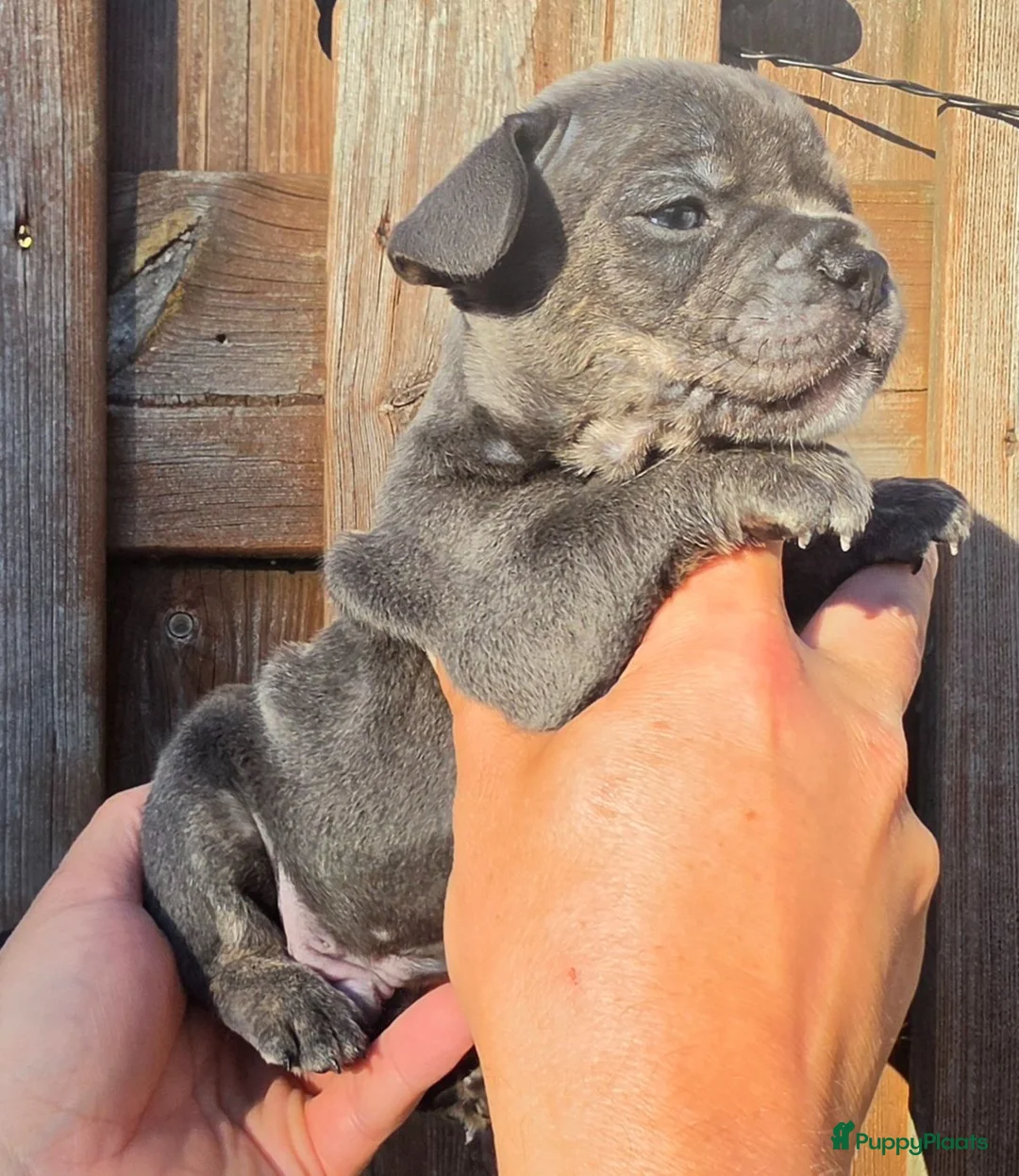 Franse Bulldog honden te koop: Franse bulldog pups  - Advertentie 2