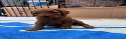 Australian Labradoodle honden te koop: Prachtig nest labradoodles (medium) - Advertentie 15