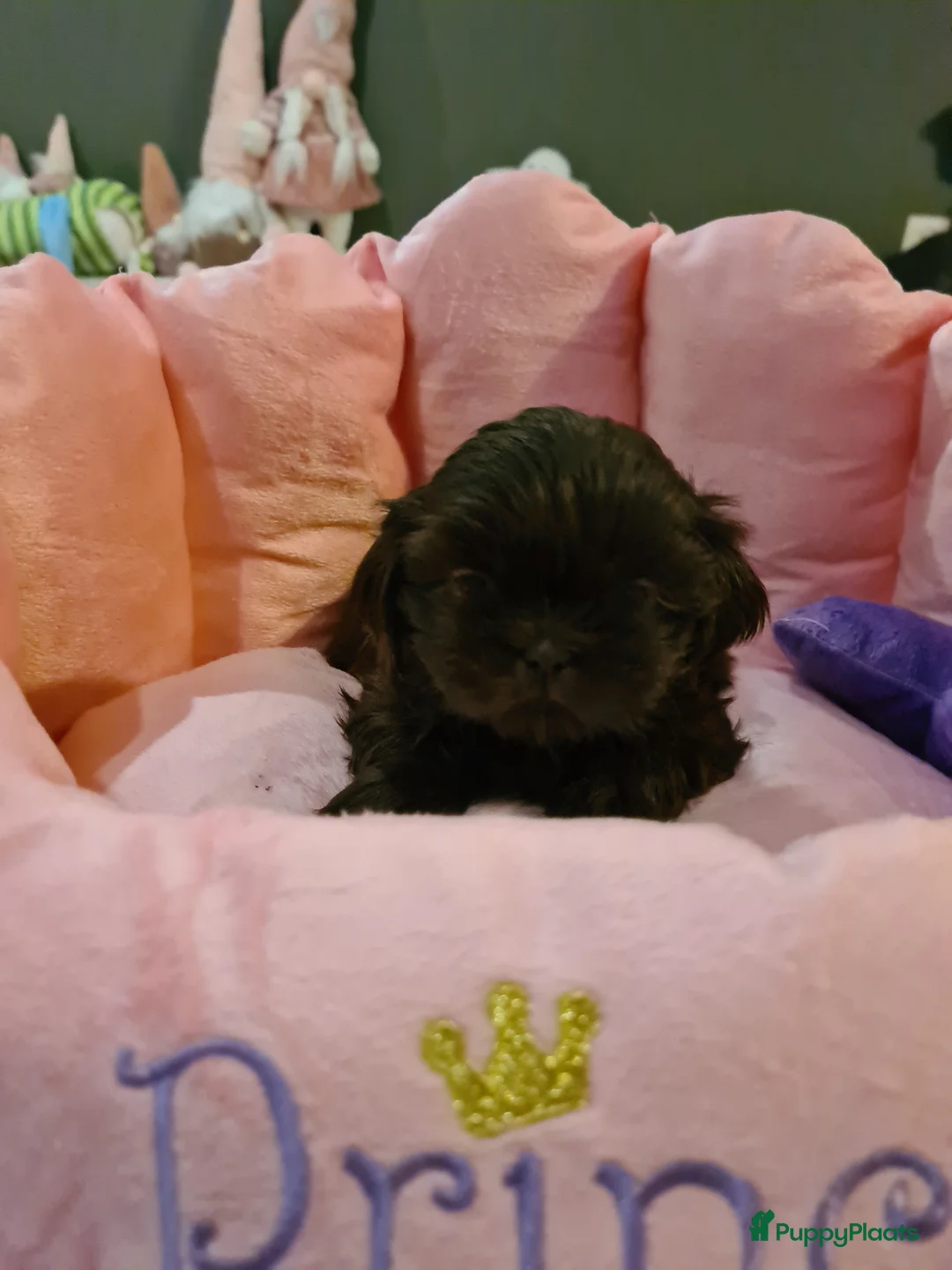 Shih Tzu honden te koop: Shihtzu choco pups in Hendrik-Ido-Ambacht - Advertentie 6