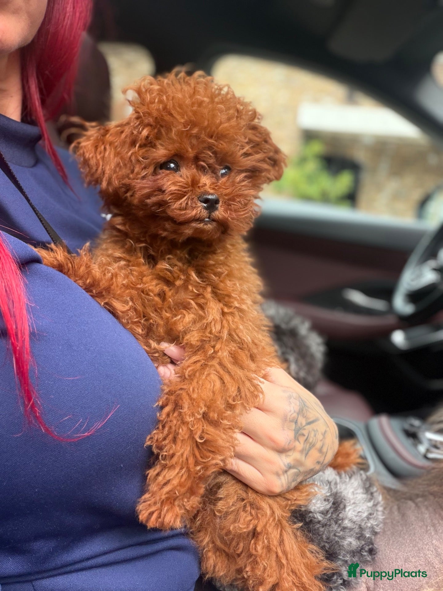 Poedel Toy honden Rode Asian toy poodle  - Advertentie 2
