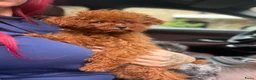 Poedel Toy honden te koop: Rode Asian toy poodle  - Advertentie 1