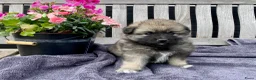 Keeshond honden te koop: Wolfsgrijze keeshond pups - Advertentie 3