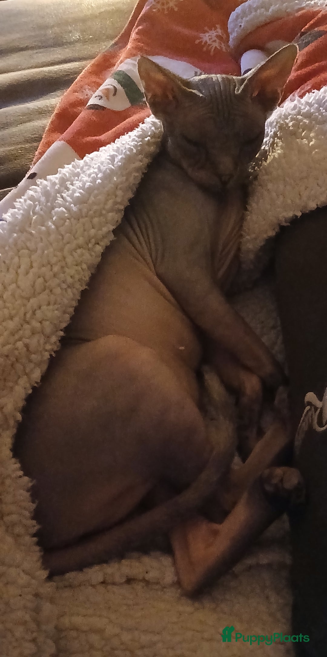 Overig honden te koop: Sphynx kat Shilha zoekt een huisje  - Advertentie 2