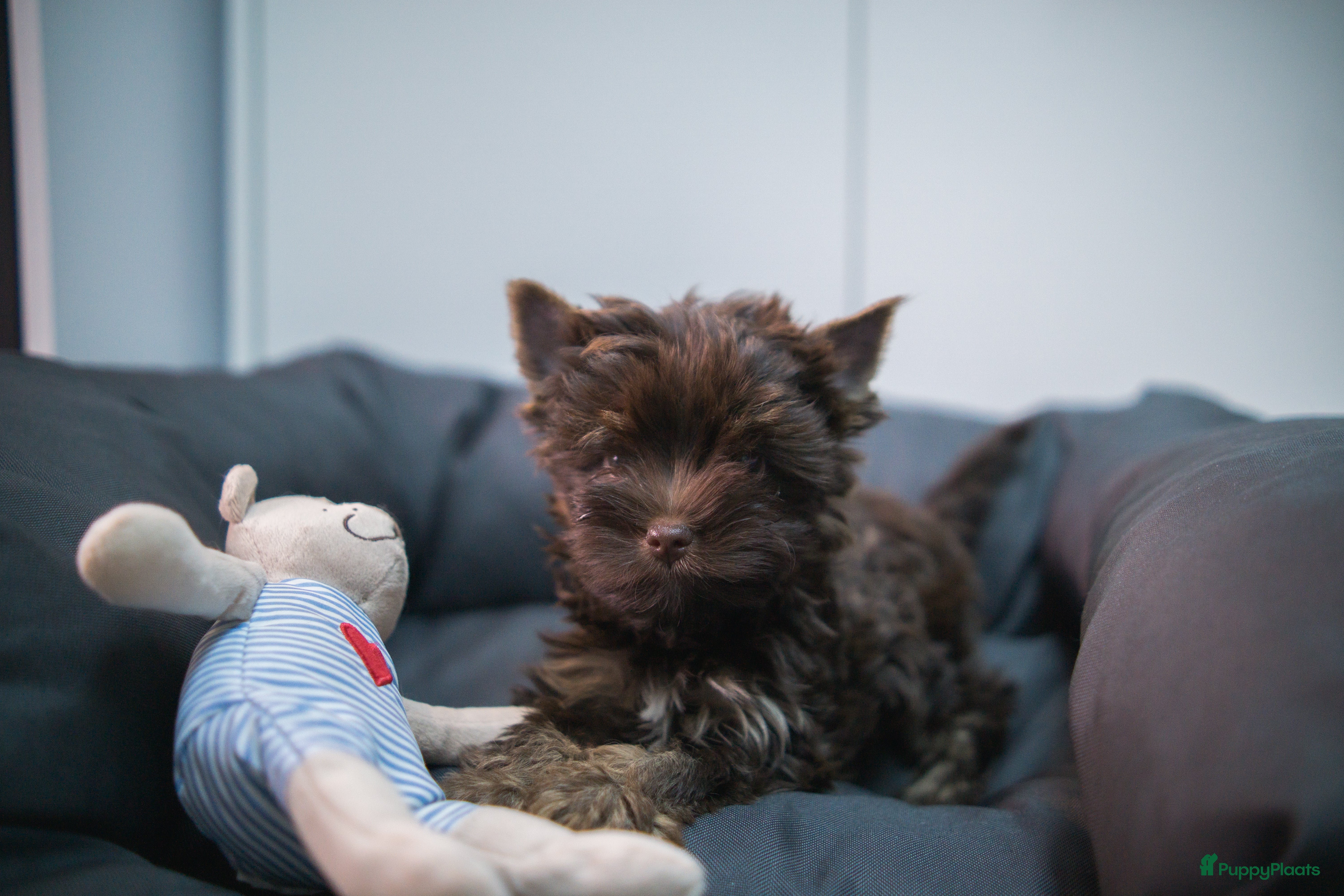 Yorkshire Terriër honden Yorkshire Terrier puppy’s te koop - Advertentie 1