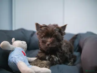 Yorkshire Terriër honden Yorkshire Terrier puppy’s te koop - Advertentie 2