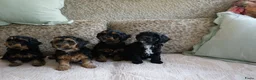 Kruising honden te koop: Maltipoo black & tan  een zwart met witte bles - Advertentie 23