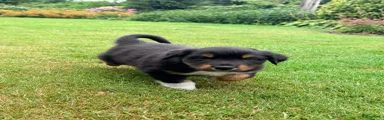 Australian Shepherd 4