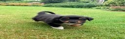 Australian Shepherd honden te koop: Australian Shepherd - Advertentie 25