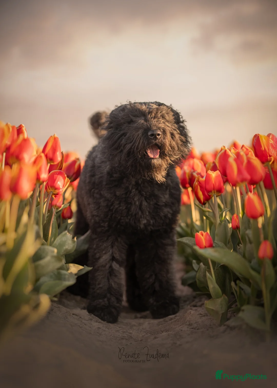 Bouvier des Flandres honden te koop: 4 bouvier reutjes beschikbaar  - Advertentie 1