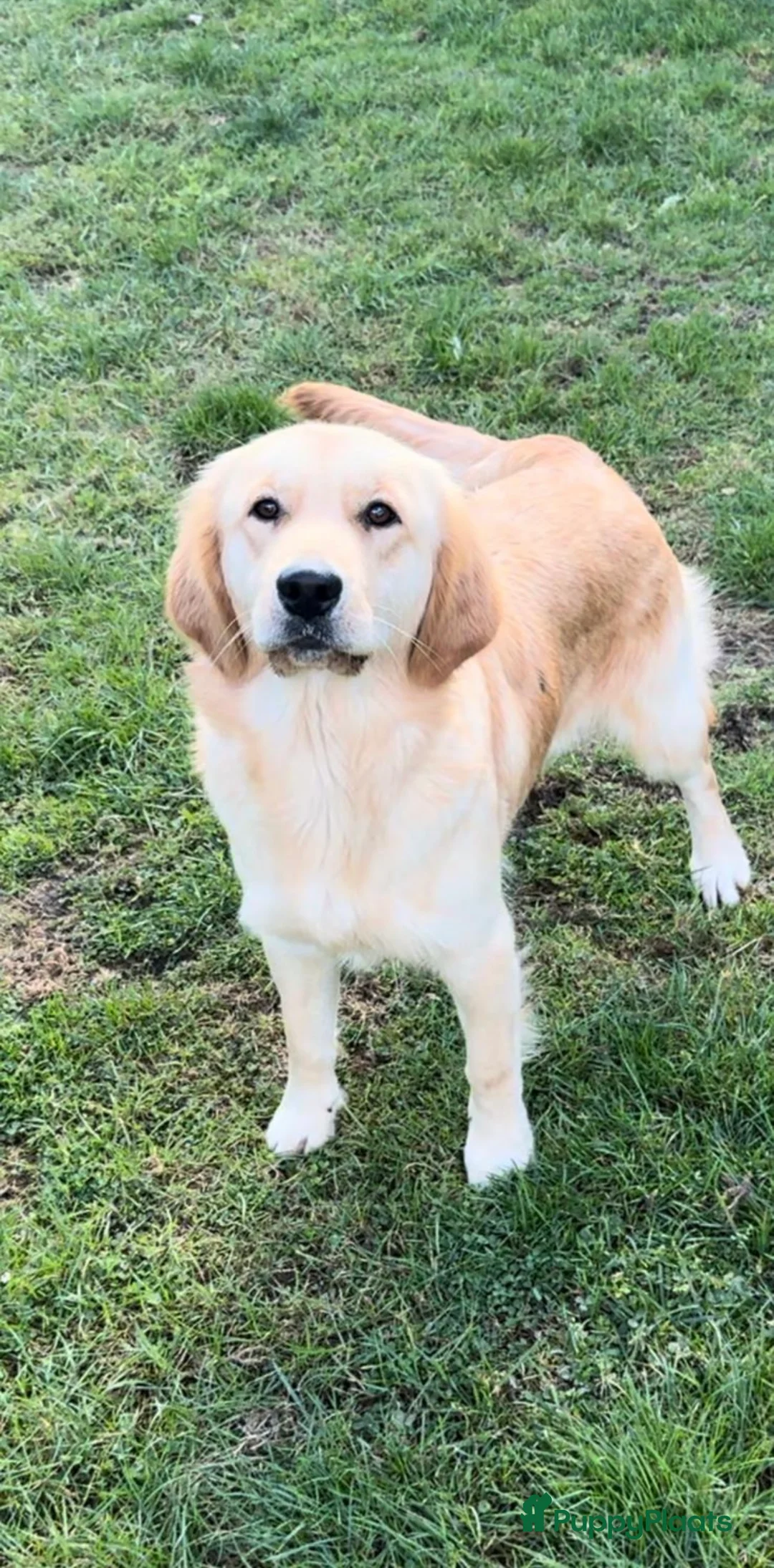 Goldendoodle honden te koop: Prachtige goldendoodle mini s  - Advertentie 7