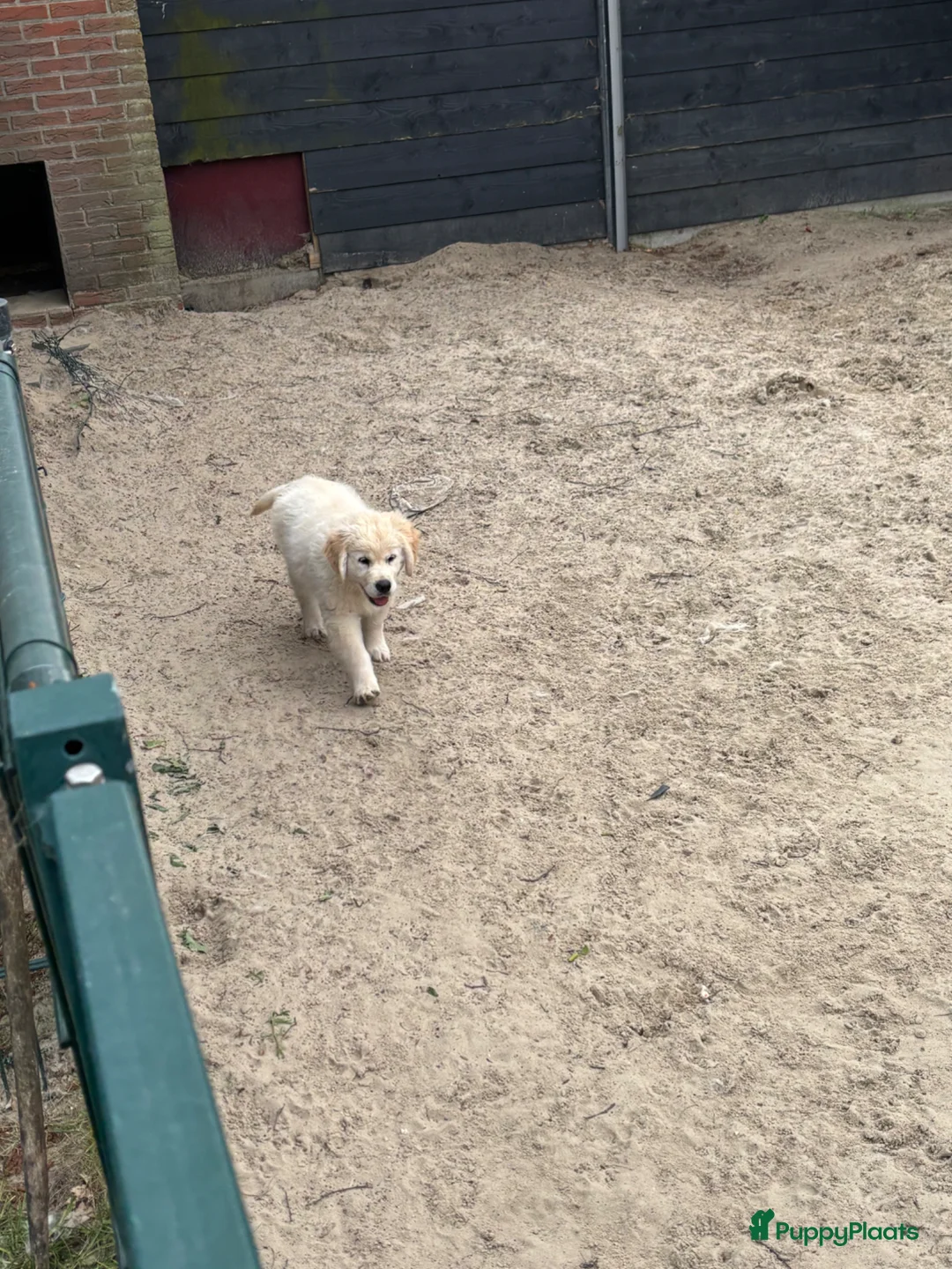 Golden Retriever honden te koop: Prachtige pup  - Advertentie 2