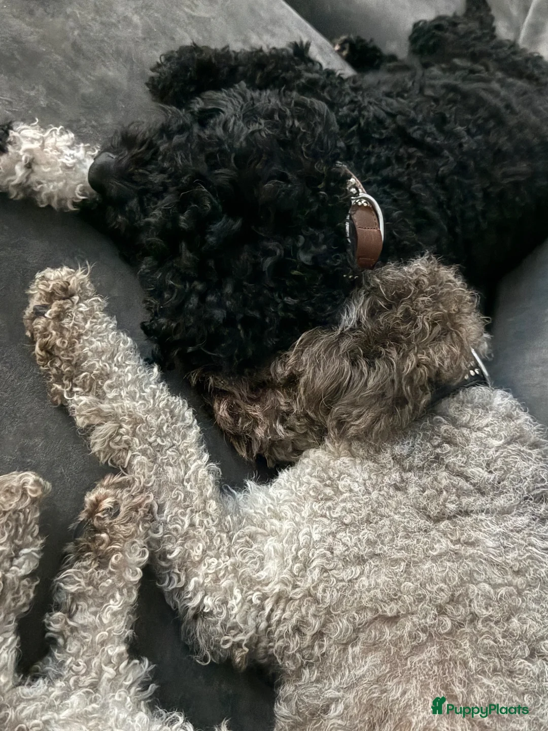 Kruising honden te koop: Pups Verwacht multigeneratie ( hypoallergeen )  - Advertentie 7