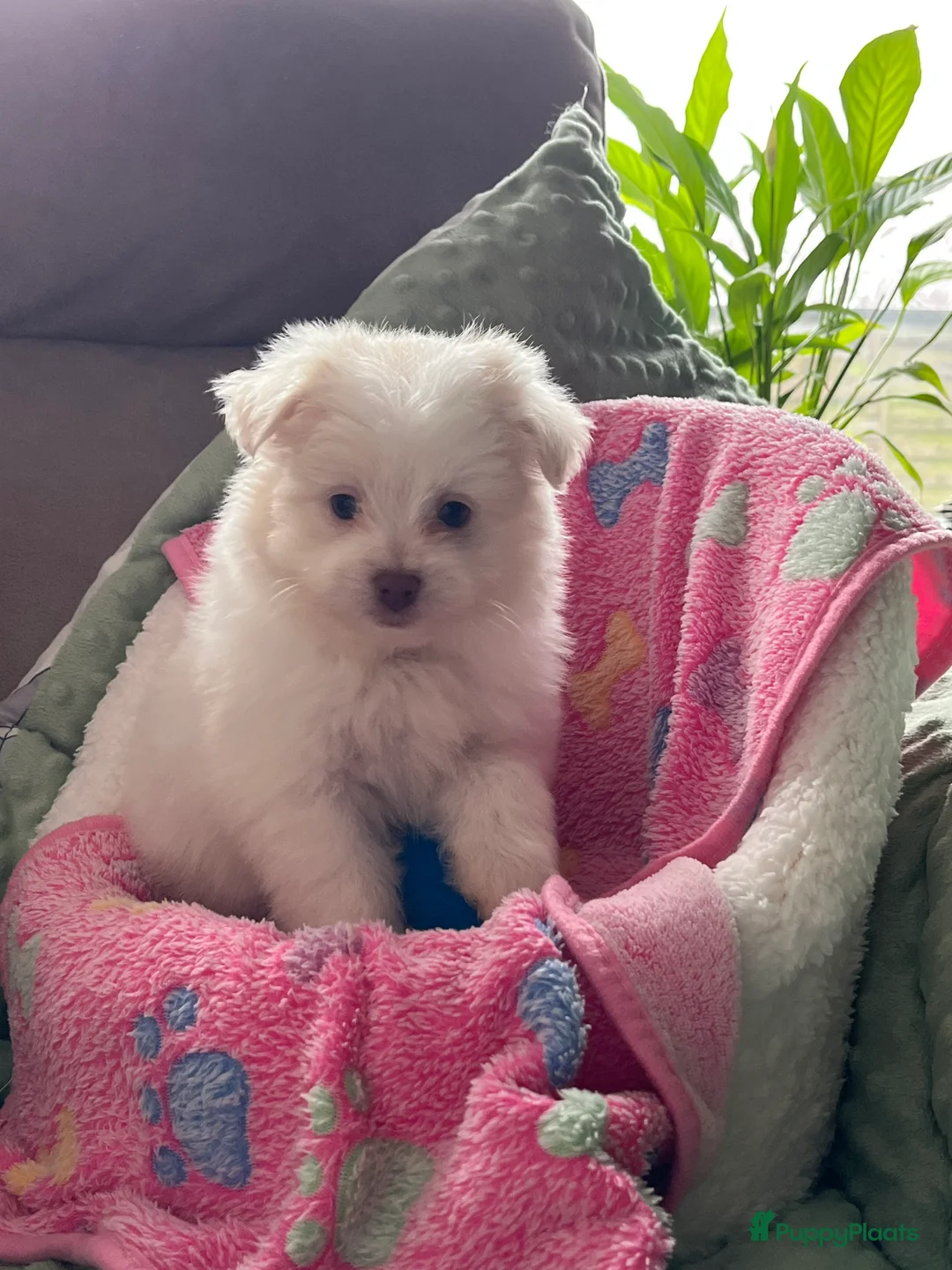 Maltipom honden te koop: Maltipoms  - Advertentie 3