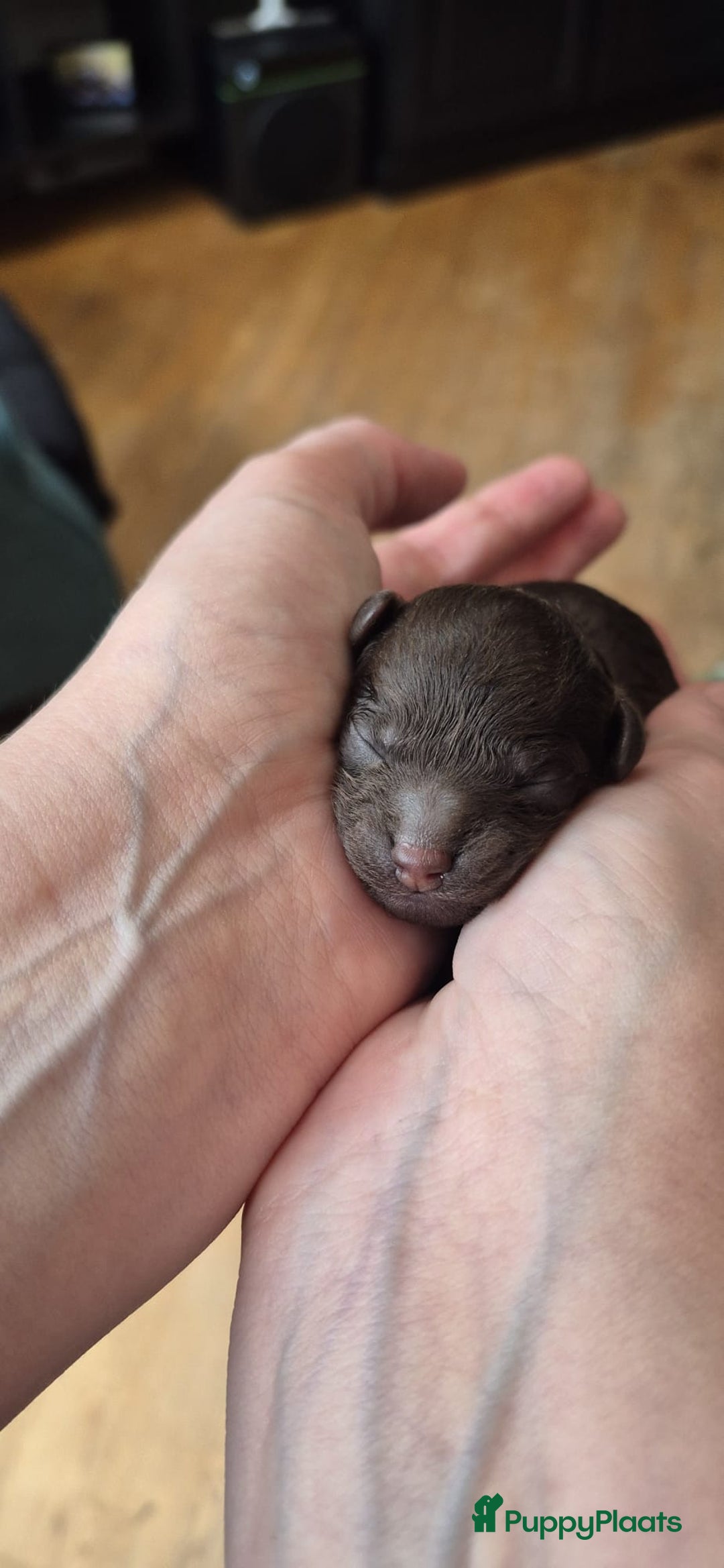 Poedel Toy honden te koop: Prachtige toypoedel pups teefjes - Advertentie 2