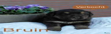 Kruising Puppy 2