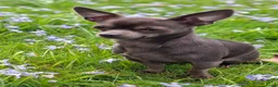 Chihuahua honden te koop: Mooie chihuahua pups - Advertentie 7