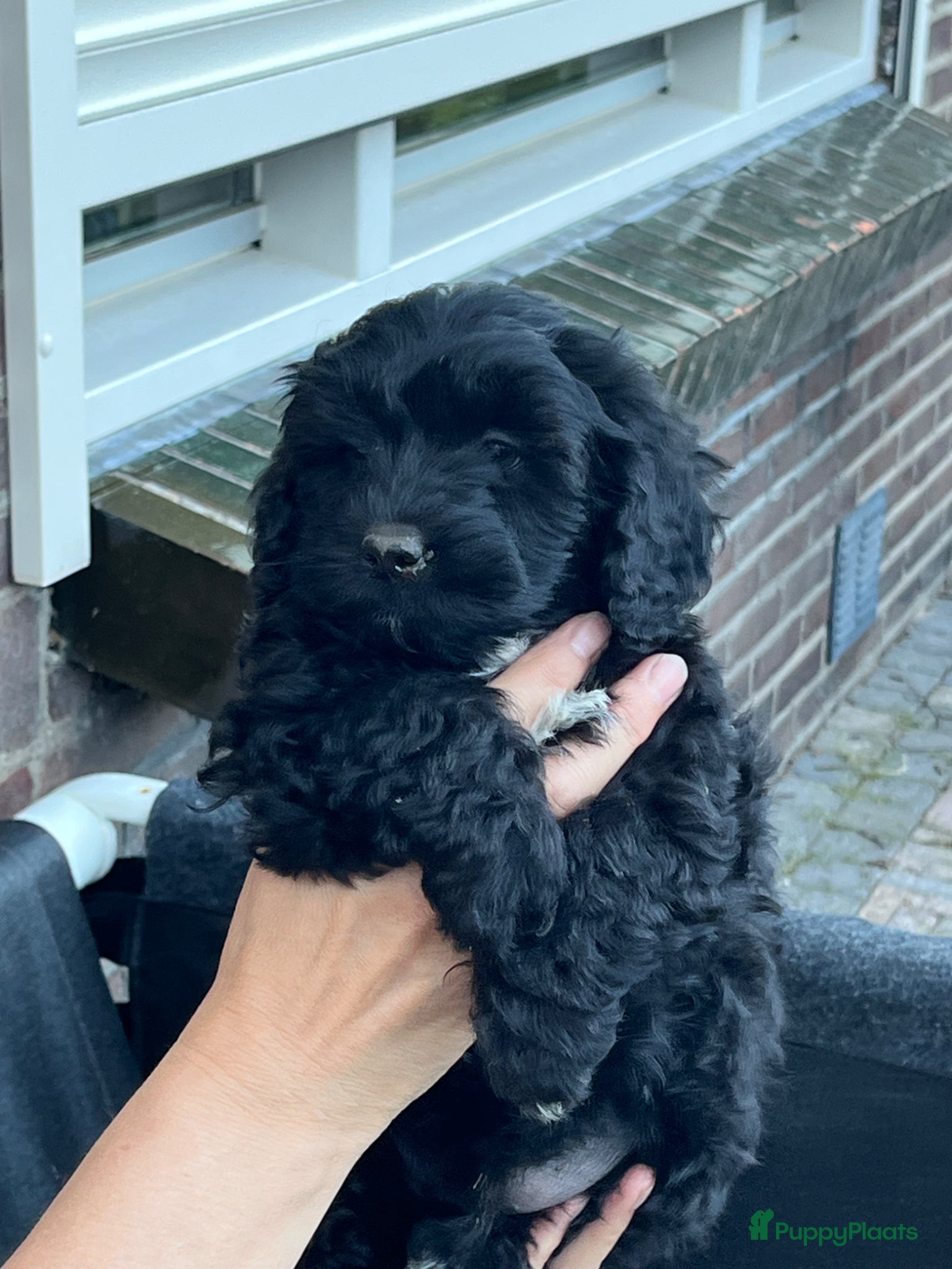 Maltipoo honden te koop: Maltipoo - Advertentie 11
