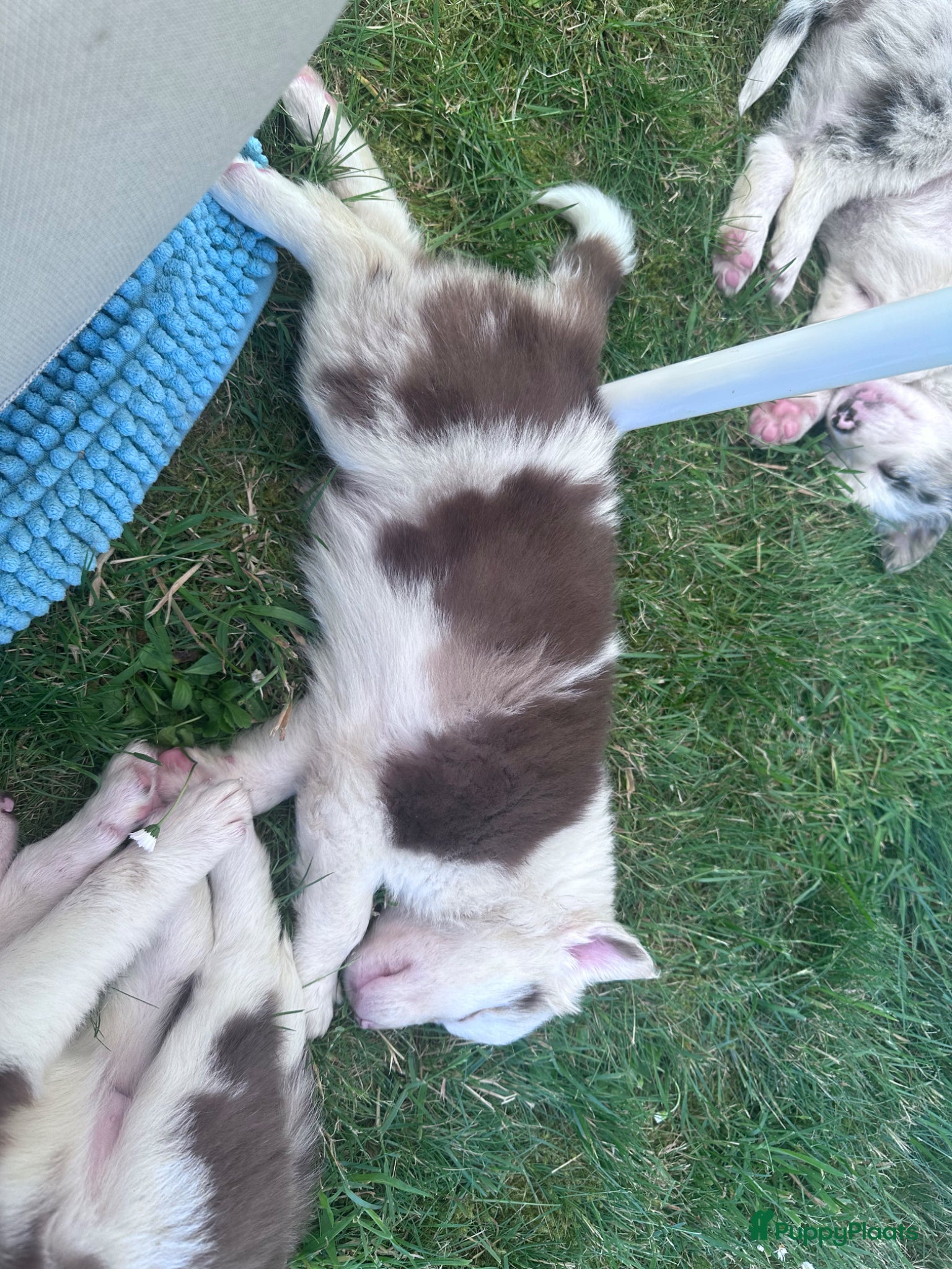 Border Collie honden te koop: Mooie speciale lieve Merle puppies - Advertentie 11