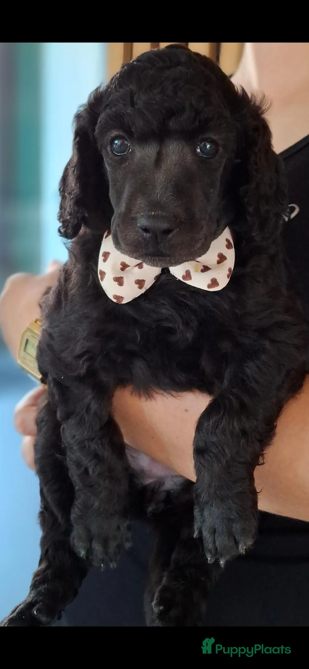 Poedel honden te koop: 1 reutje, koningspoedel - Advertentie 10