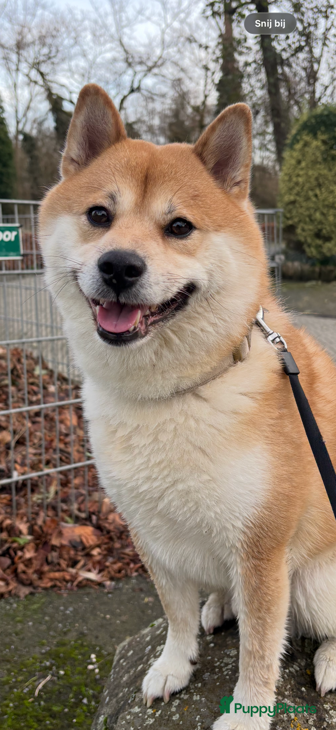 Shiba honden ter dekking: Dek reu Shiba Inu - Advertentie 18