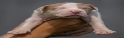 Amerikaanse Bully honden te koop: American Bully XL pup lilac tri - Advertentie 23
