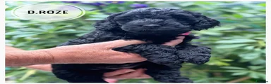 Goldendoodle donker rose