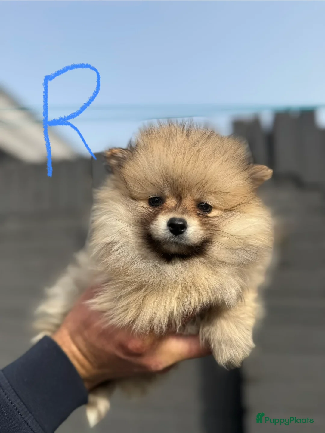 Pomeriaan honden te koop: Pomeriaan pups - Advertentie 2