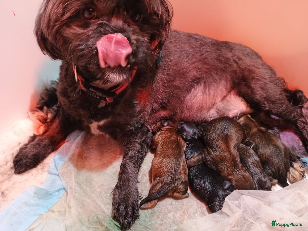 Boomer honden te koop: Super liever Boomer puppy's - Advertentie 1