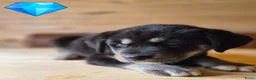Kruising honden te koop: Labrakita pups - Advertentie 8