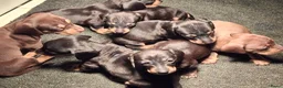 Teckel (korthaar)  honden te koop: Black and tan teckel pups  - Advertentie 9