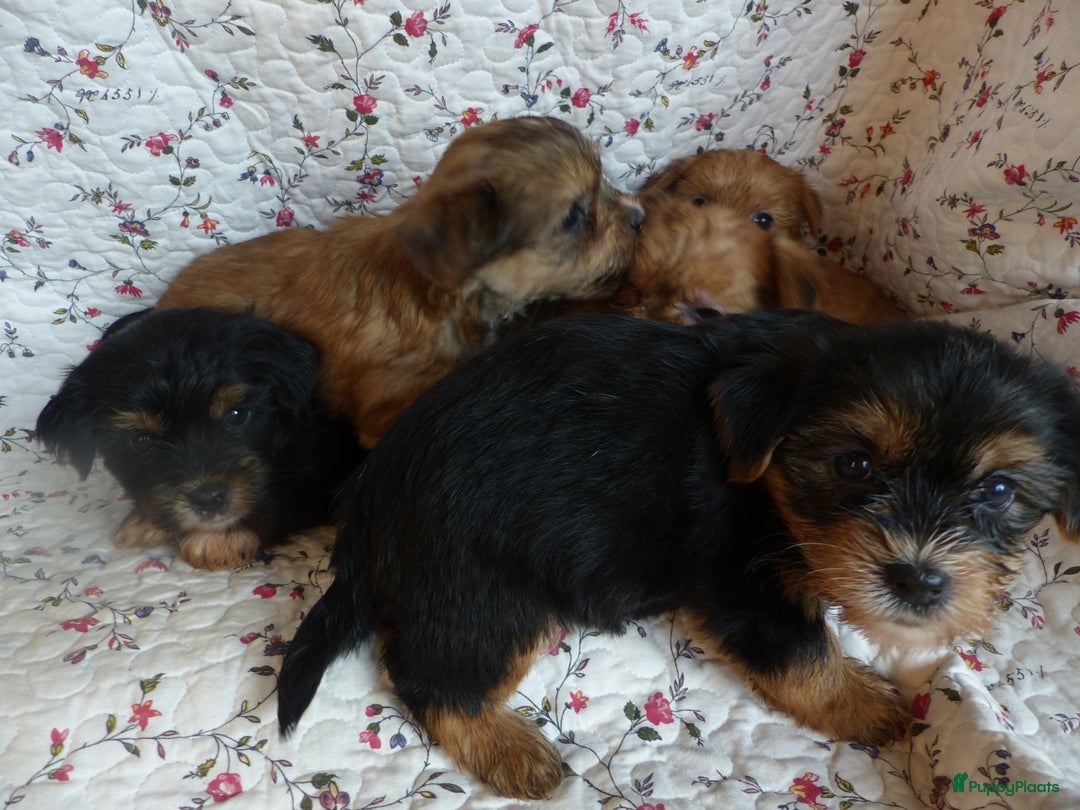 Yorkshire Terriër honden te koop: 5 pups Yorkshire Terrier gezond niet doorgefokt - Advertentie 18