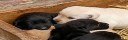 Labrador Retriever honden te koop: Prachtige sociale labrador pups te koop - Advertentie 6