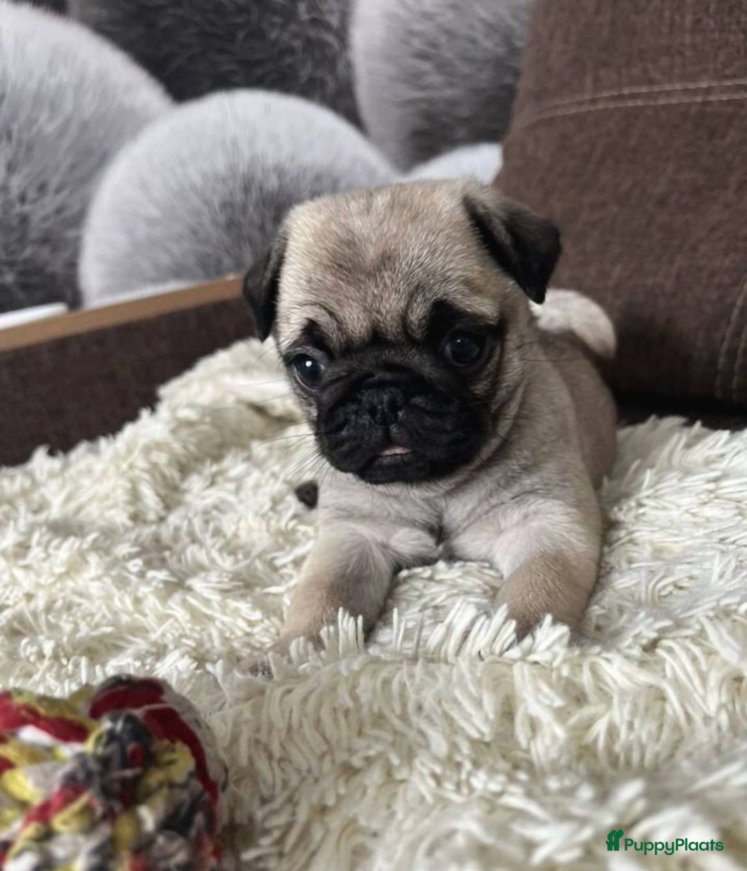 Mopshond honden te koop: Mops puppy’s beschikbaar - Advertentie 2