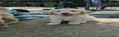 Kiki