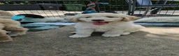 Kruising honden te koop: Wit medium doodle teefje!! - Advertentie 28