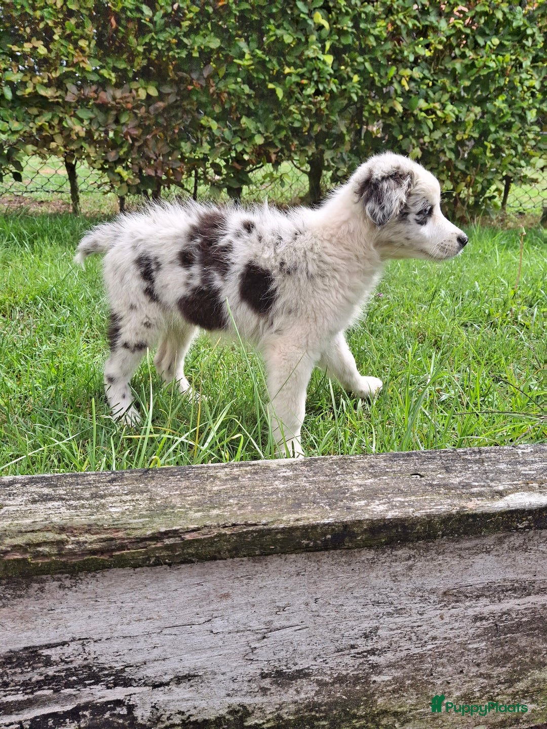 Australian Shepherd honden te koop: Raszuivere Australian Shepherd op de boerderij - Afbeelding 5