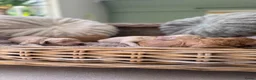 Labradoodle honden te koop: Mini Labradoodle  - Advertentie 19