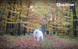 Samojeed honden te koop: Samoyed puppies from titled parents (FCI) - Afbeelding 8