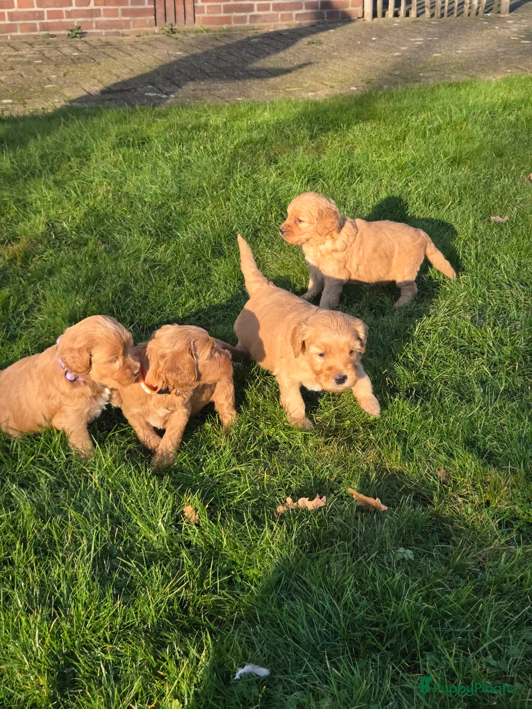Kruising honden te koop: Labradoodle x Goldendoodle pups - Advertentie 27