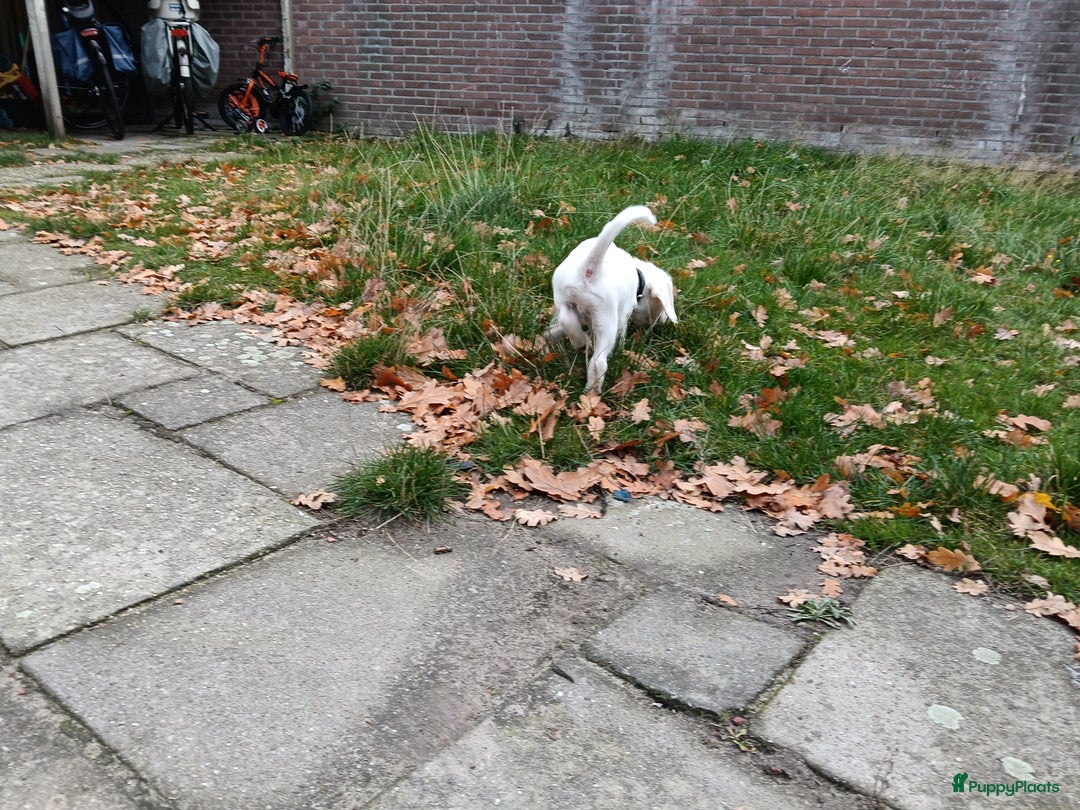 Kruising honden te koop: Lieve leuke kleine beagle  - Advertentie 3